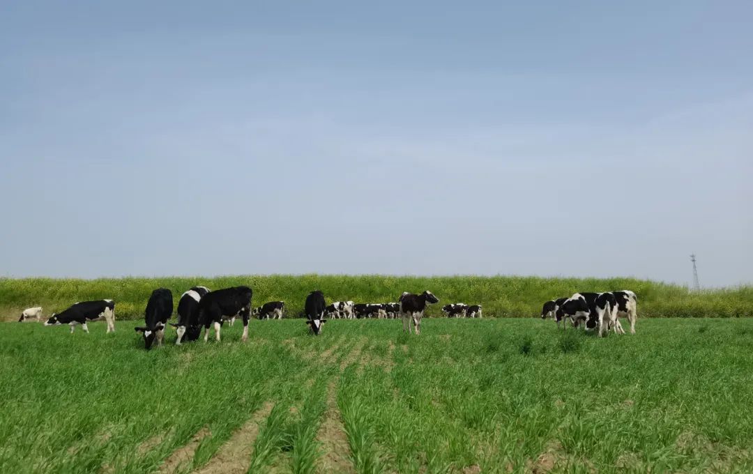 繼往開來 · 再創(chuàng)輝煌 | 花花牛乳業(yè)集團(tuán)召開9月營銷、養(yǎng)殖及飼料月度經(jīng)營工作會議