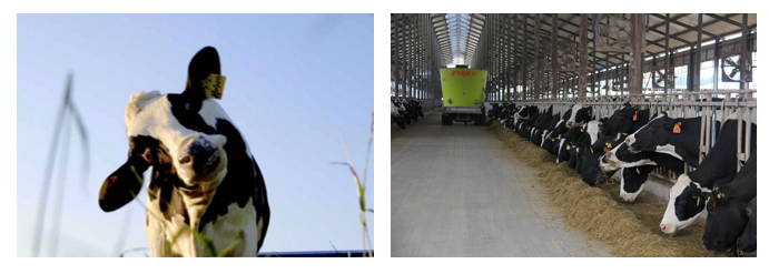 榮譽 | 2019年度河南省美麗牧場名單新鮮出爐 花花牛乳業(yè)集團(tuán)旗下六個牧場榜上有名