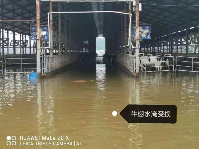 【乳報·聚焦】“豫”難而上的中原牛人“太中了”！